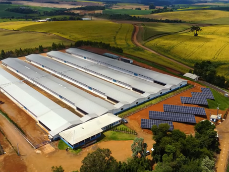 75% das granjas integradas à Seara já utilizam energia limpa