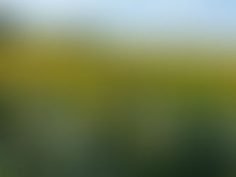 Girassóis emolduram a 4ª Festa das Safras da Vinícola Don Giovanni