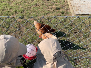 Kinderlachen zwischen Tieren und Natur🐐🐓
