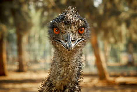 animals-ostrich-MSNBNA2.jpg