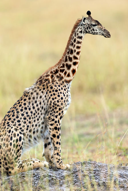 Cheeraffe2.jpg