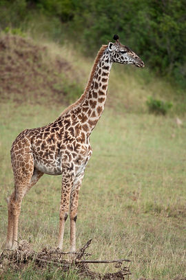 giraffe-in-serengeti-national-park-tanza