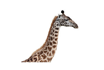 giraffe- head.jpg