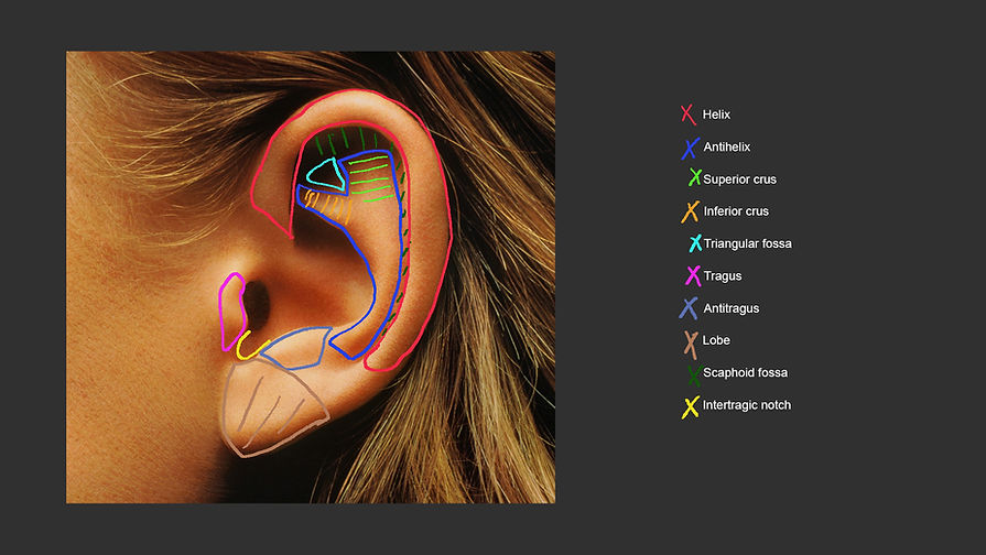 DigitalSculpture_Ear_Exercise- anatomy.j