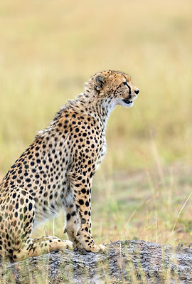 wild-african-cheetah-PYTVAMF.jpg