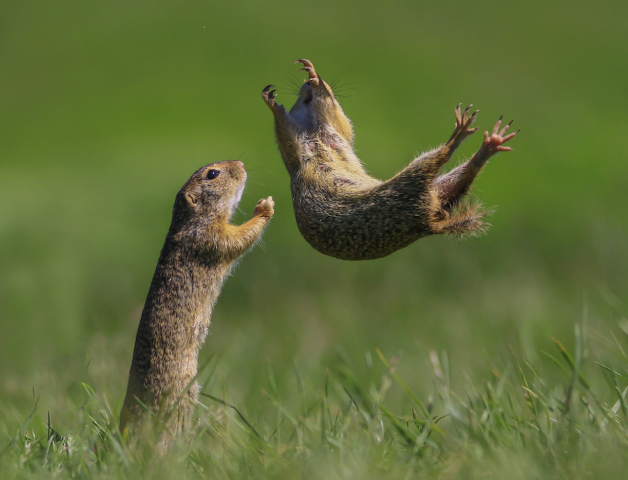 “I Got You!” by Kranitz Roland, Agfalva, Hungary. Animal: Spermophile Location of shot: Hungary “I spent my days in my usual ‘gopher place' and yet again, these funny little animals haven't belied their true nature.”