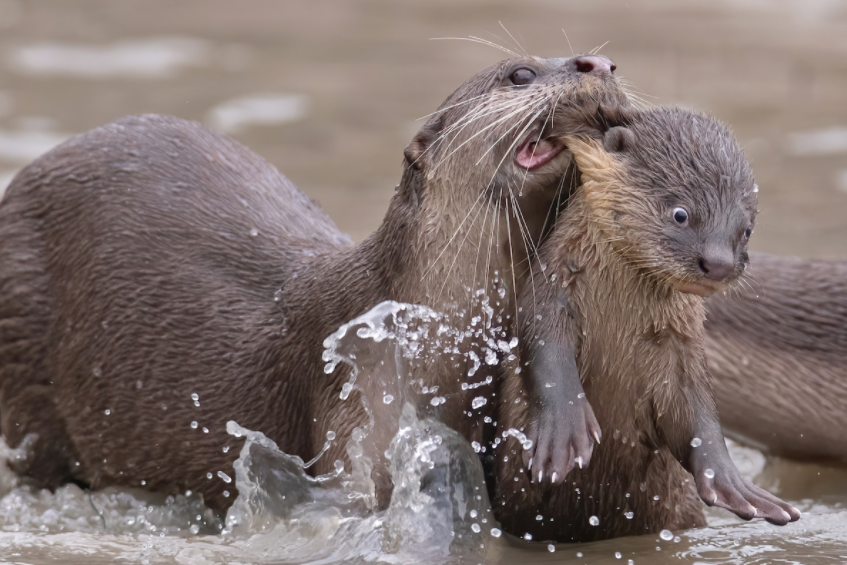 “Time for school” by Chee Kee Teo, Singapore. Animal: Smooth-coated otter Location of shot: Singapore “A smooth-coated otter ‘bit' its baby otter to bring it back to and fro for swimming lesson.”