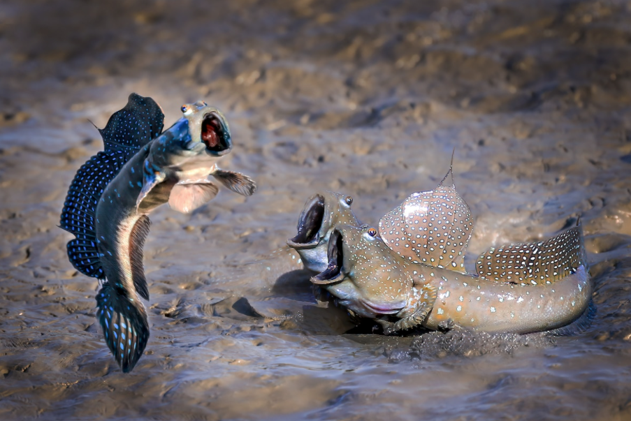 “See who jumps high” by Chu Han Lin, Taipei, Taiwan. Animal: Mudskipper Location of shot: Tainan, Taiwan