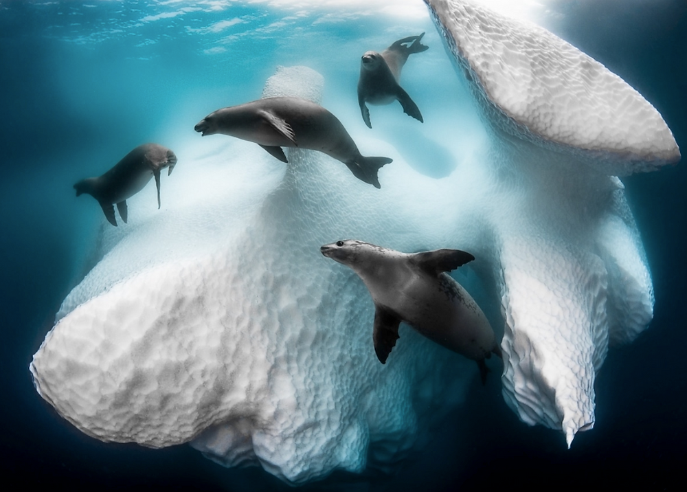 “Frozen Mobile Home” von Greg Lecoeur.Foto des Jahres. "Massive und geheimnisvolle Lebensräume Eisberge sind dynamische Königreiche, die das Meeresleben unterstützen. Während sie langsam durch polare Strömungen schwingen und rotieren, befruchten Eisberge die Ozeane. Da sie Nährstoffe aus der Erde mit sich führen, sind sie für die Blüte des Lebens verantwortlich, indem sie Phytoplankton entwickeln und influence den Kohlenstoffkreislauf, indem sie Kohlendioxid aus der Luft absondern. Auf diese Weise bieten sie auch grossen Tieren wie Krabbenfresserrobben Unterschlupf, die das ganze Jahr auf dem Packeis verbringen".
