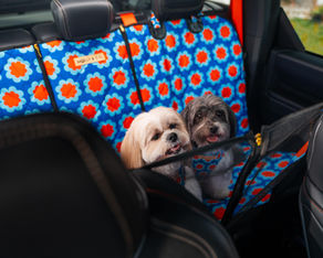 Ford Puerto Rico promueve la adopción y transportación responsable de mascotas con su esfuerzo Ford Paws en alianza con Luna Vet Help y Molly & Co.