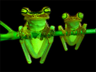2-frogs-green-240