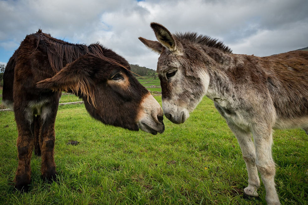 Powdered Donkey Milk 100 Grs