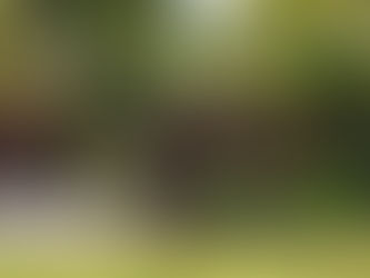 Terrenos Desmatados: O Valor da Natureza Preservada