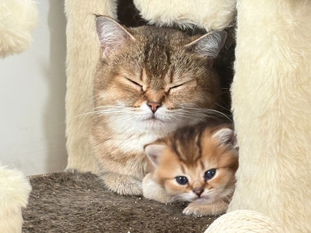 BRITISH SHORTHAIR VALE A PENA? CONHEÇA A RAÇA