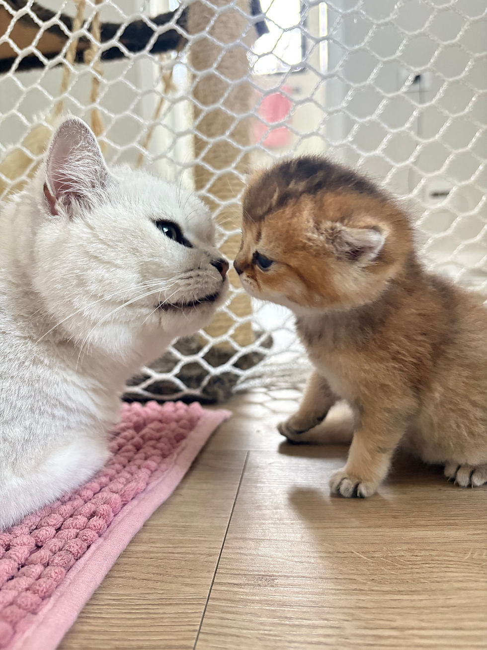 Saiba as diferenças entre British Shorthair golden shaded e silver shaded, incluindo aparência, genética e valorização.