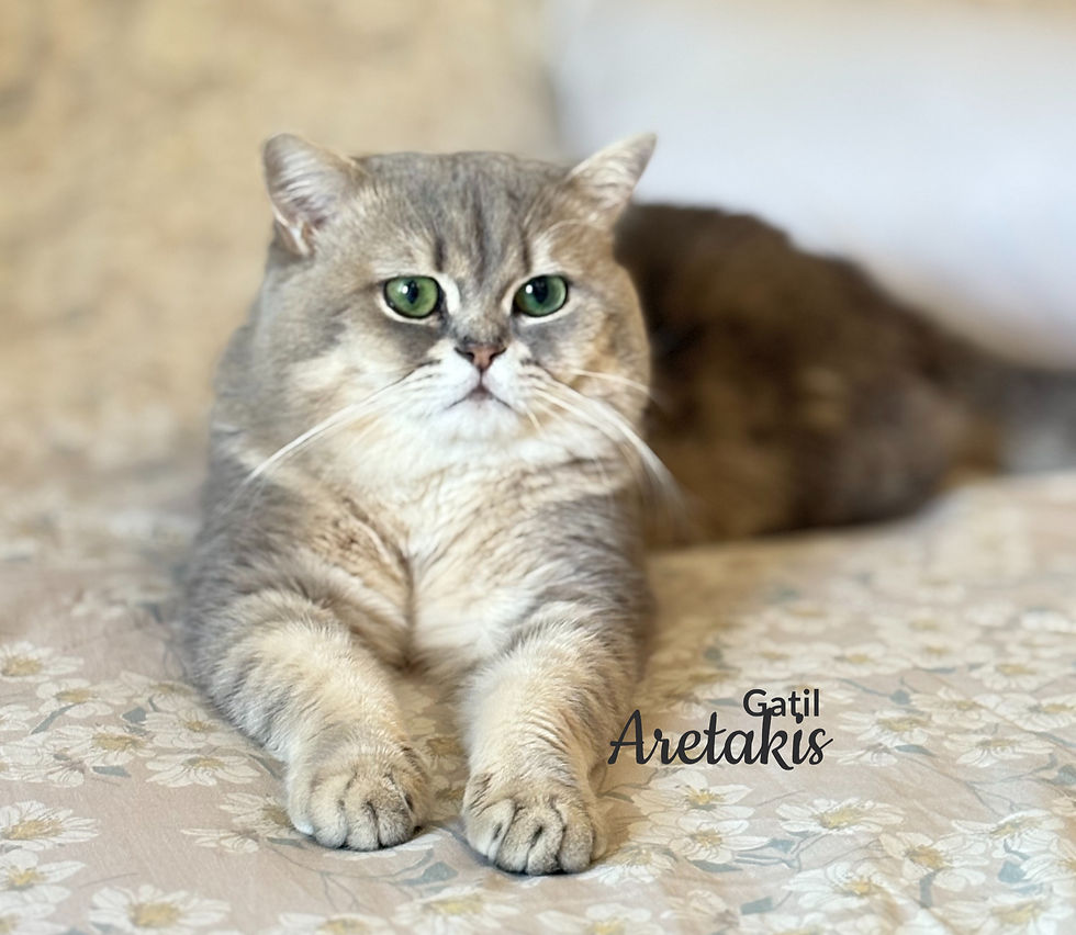 Por que o British Shorthair é caro? Entenda o valor da raça.