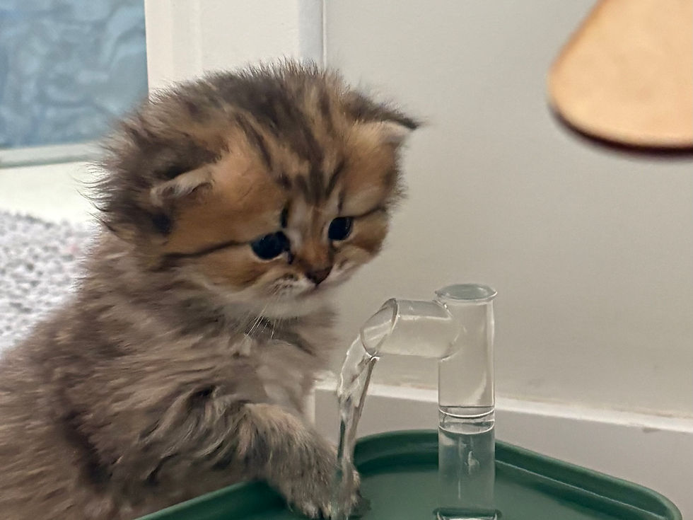 Dicas Essenciais para Escolher o Gatil Certo: Como Escolher um Gatil para seu British Shorthair