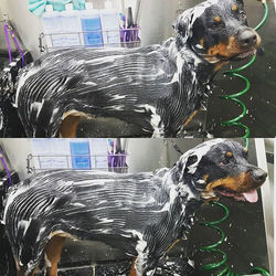 Gracie 🐕🚿🛁🎀🖒#delvallepetgrooming #ufff #dogsofinstagram #dog #doglover #doggrooming #doggroomer