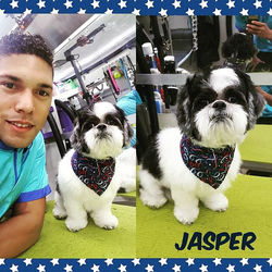 Serios guy🐶🐕#delvallepetgrooming #ufff #dogsofinstagram #dog #doglover #doggrooming #doggroomer #p