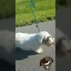 Oakley🐶 First day workout 💪#menphysique #motivation #workout #cardio #delvallepetgrooming #ufff #d