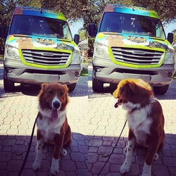 Looking for you groomer_✂🐕✂🐺✂🐩#delvallepetgrooming #ufff #dogsofinstagram #dog #doglover #doggroo