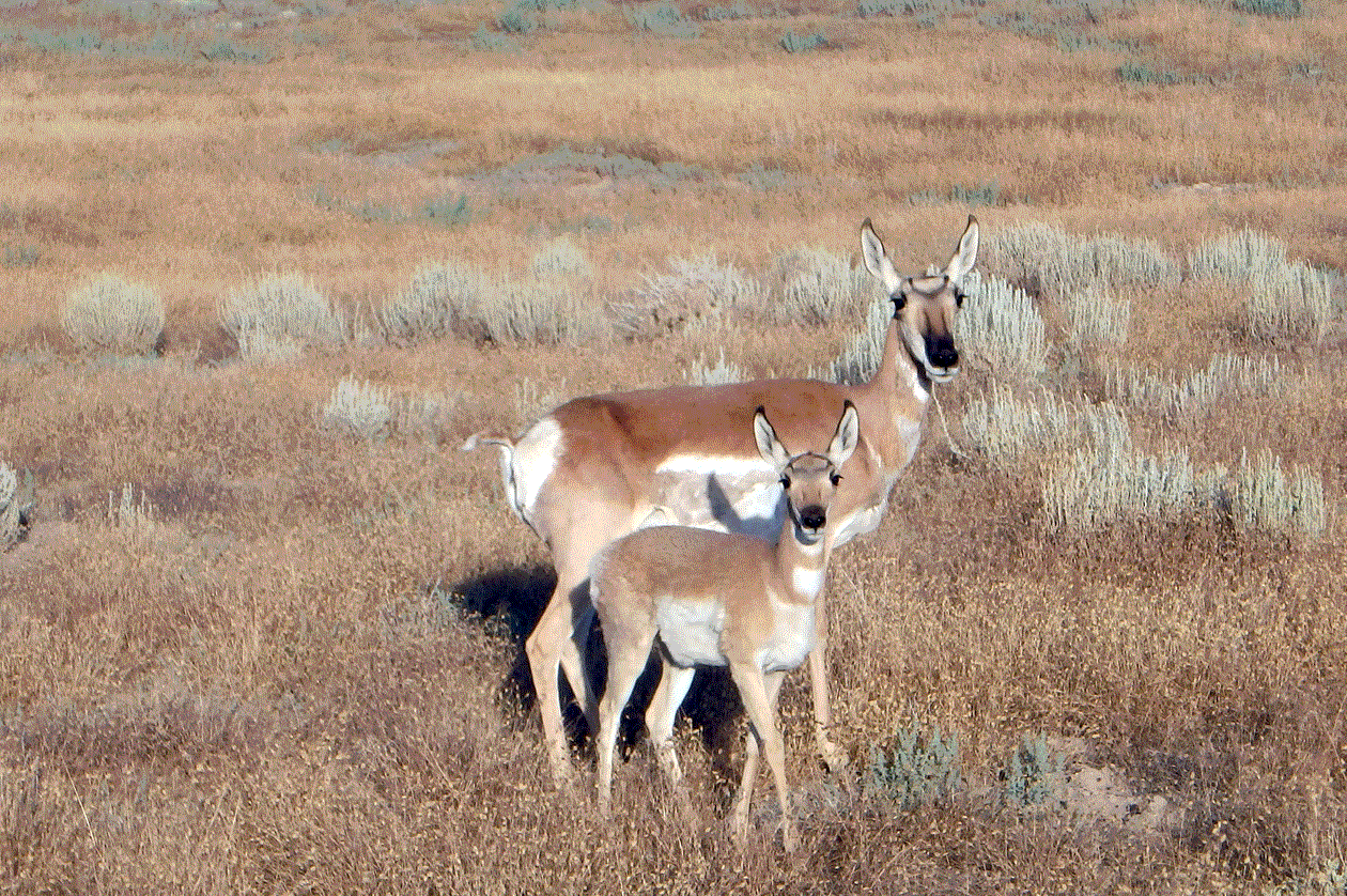 Antelope-doe-and-fawn.gif