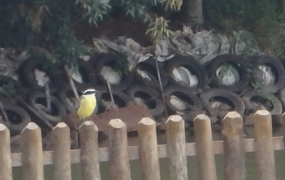 yellow-breasted-bird.gif