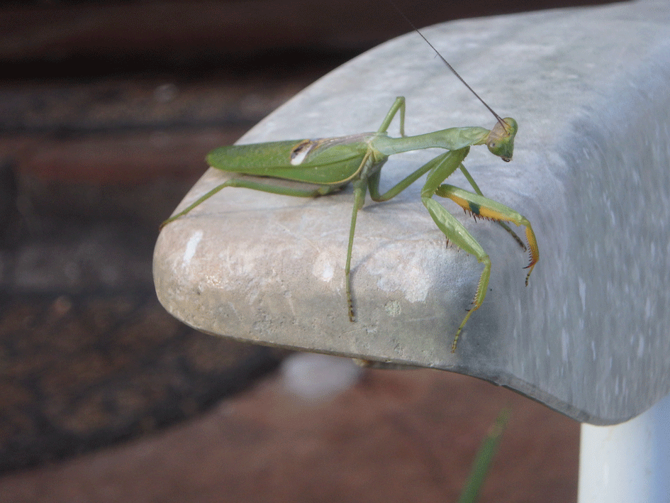 praying-mantis.gif