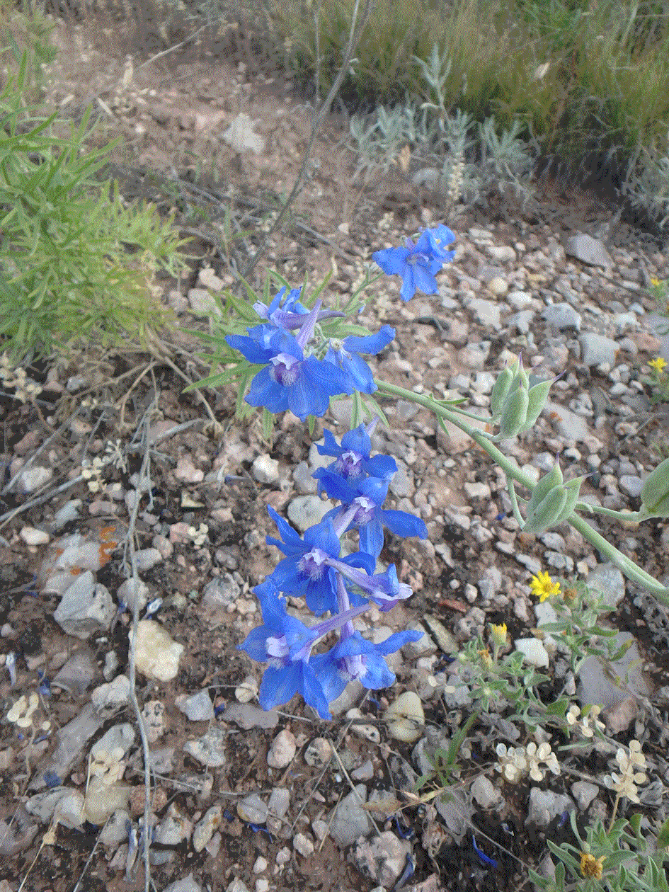 Sunrise-Carolina-Larkspur.gif