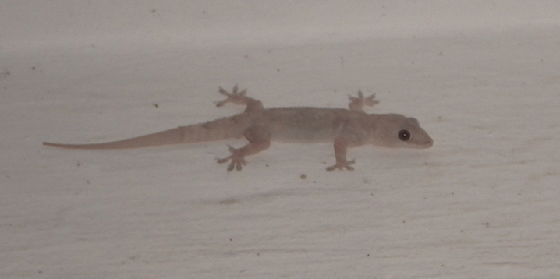 gecko.gif