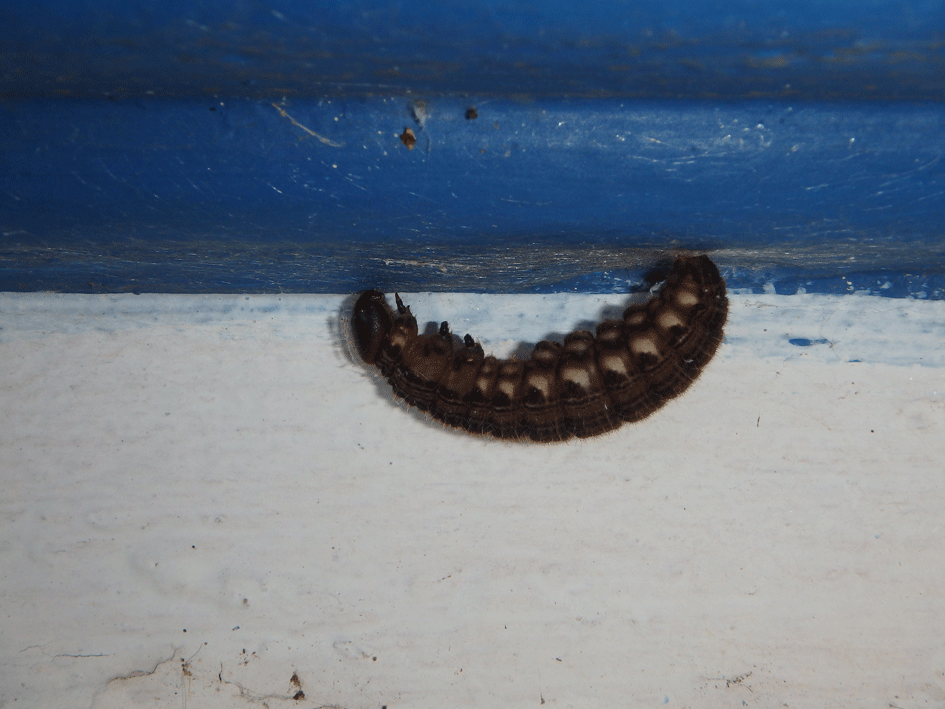 caterpiller-2.gif