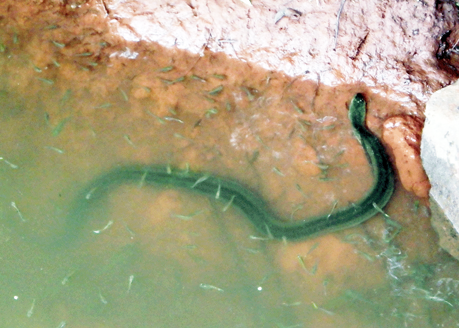 yellow-bellied-water-snake.gif