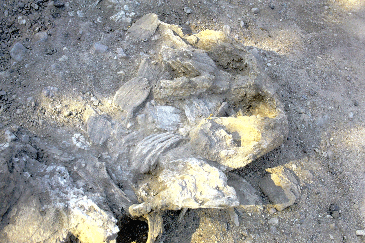 bone-mammoth-mandible-1.gif