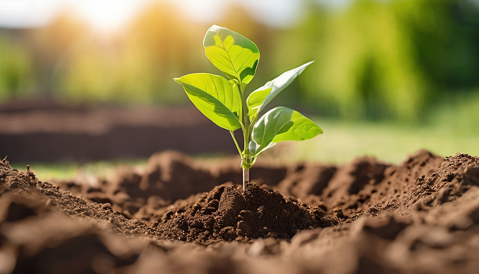 Community Fruit Tree Planting Day