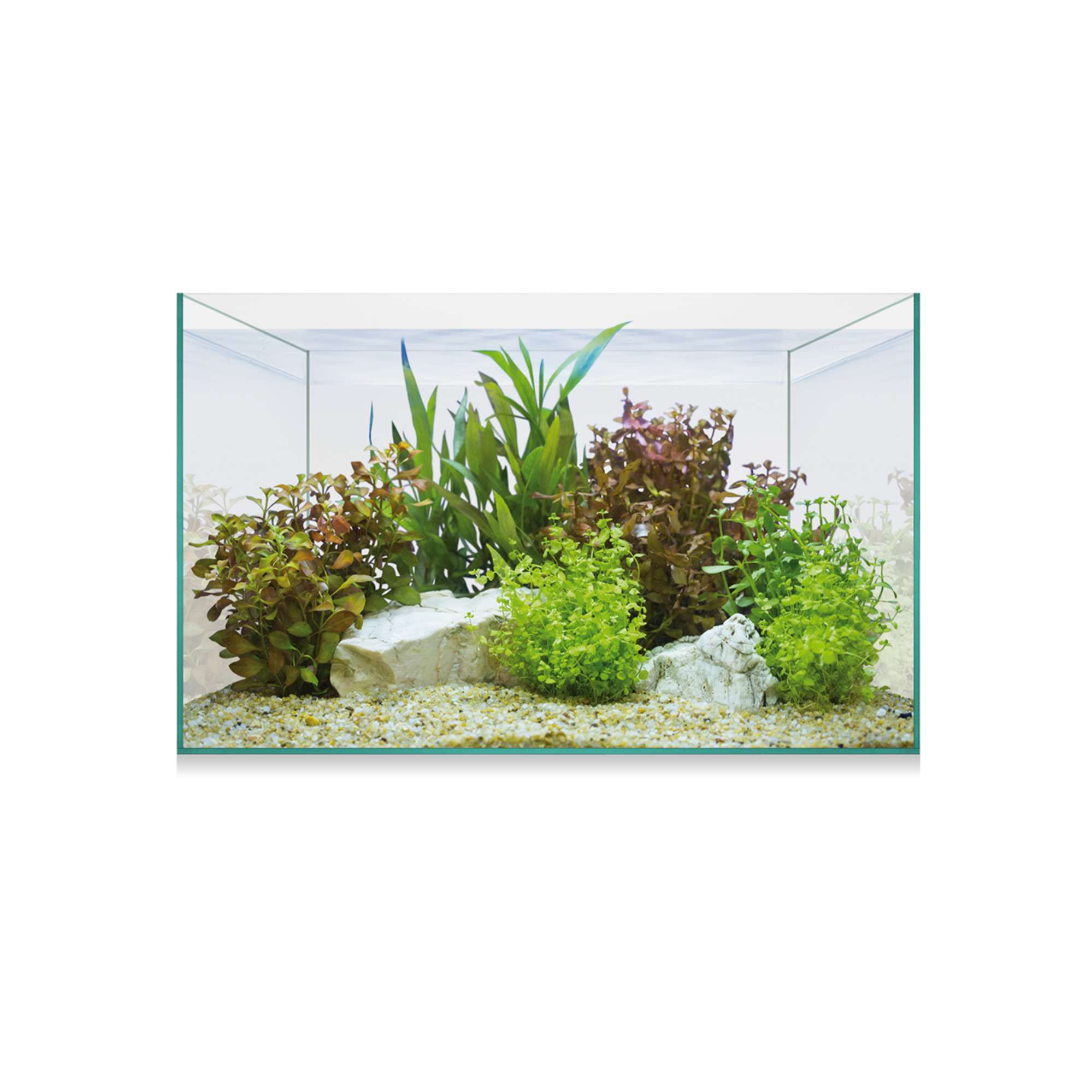 Acuario Aquascaping