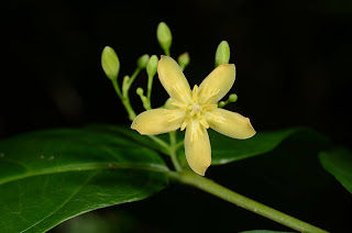 ภาพขนาดย่อ: โมกเหลืองหอม