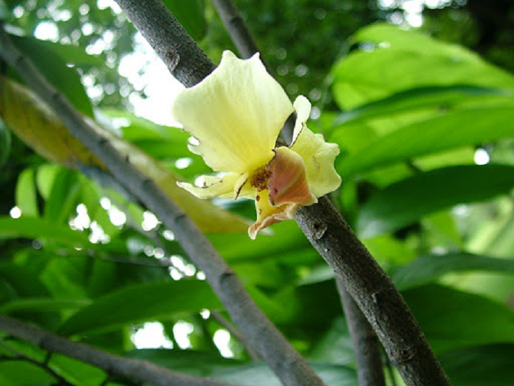 ภาพขนาดย่อ: ลำดวนดอย
