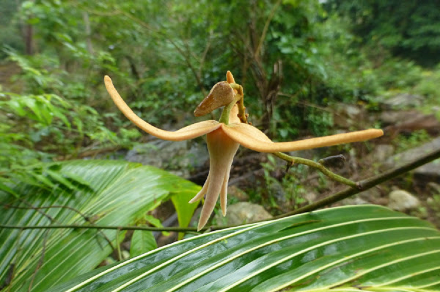 ภาพขนาดย่อ: ย่านเลื่อด