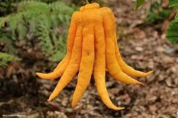 ภาพขนาดย่อ: ส้มโอมือ