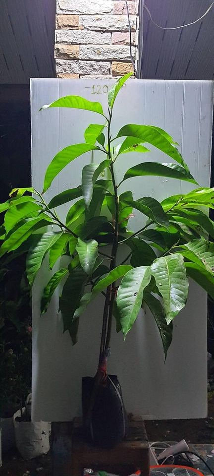 ภาพขนาดย่อ: จำปีสีนวล