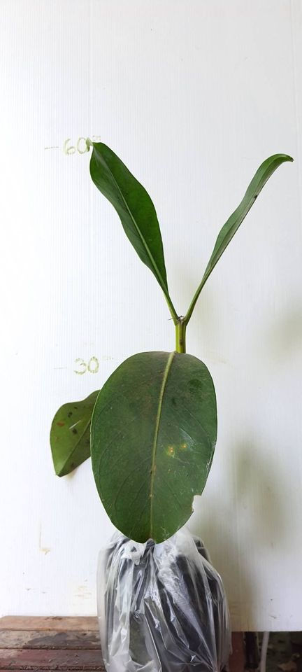 ภาพขนาดย่อ: ชบาช้าง