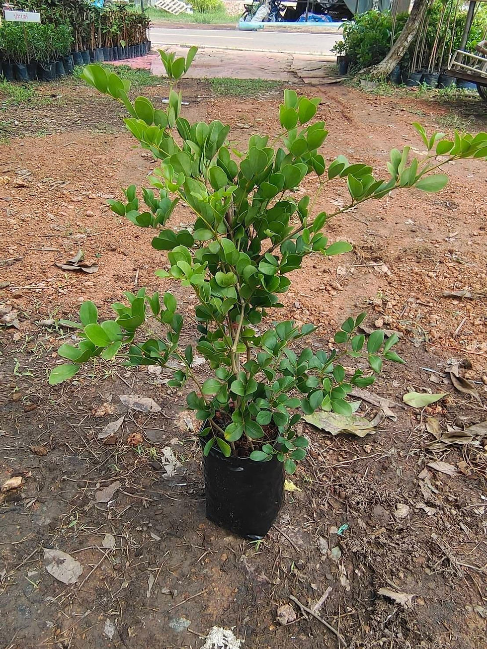 ภาพขนาดย่อ: แก้วเจ้าจอม