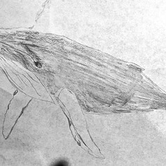 Student Artist - 8 years old
Media: Pencil