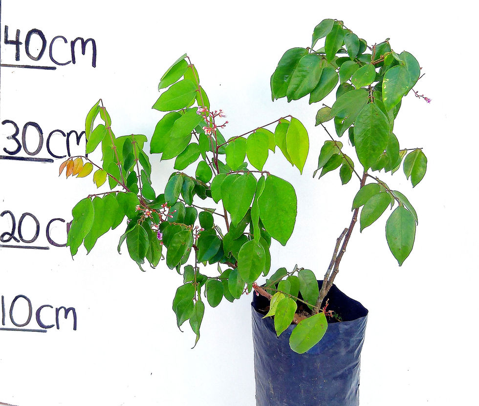 Thumbnail: Carambola Tree Sri Kembangan  (Already Fruiting)