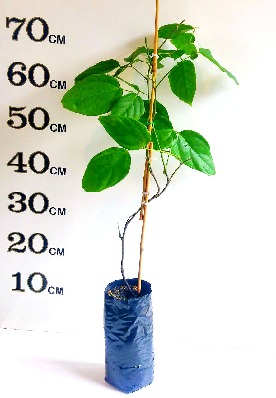 Online Fruit Tree Shop Buy Fruit Trees Online Australia Wide