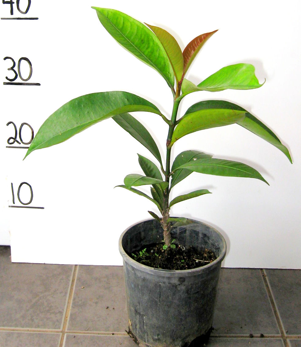 Online Fruit Tree Shop Buy Fruit Trees Online Australia Wide