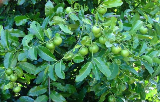 Thumbnail: Black Sapote Bernicker Fruit Tree