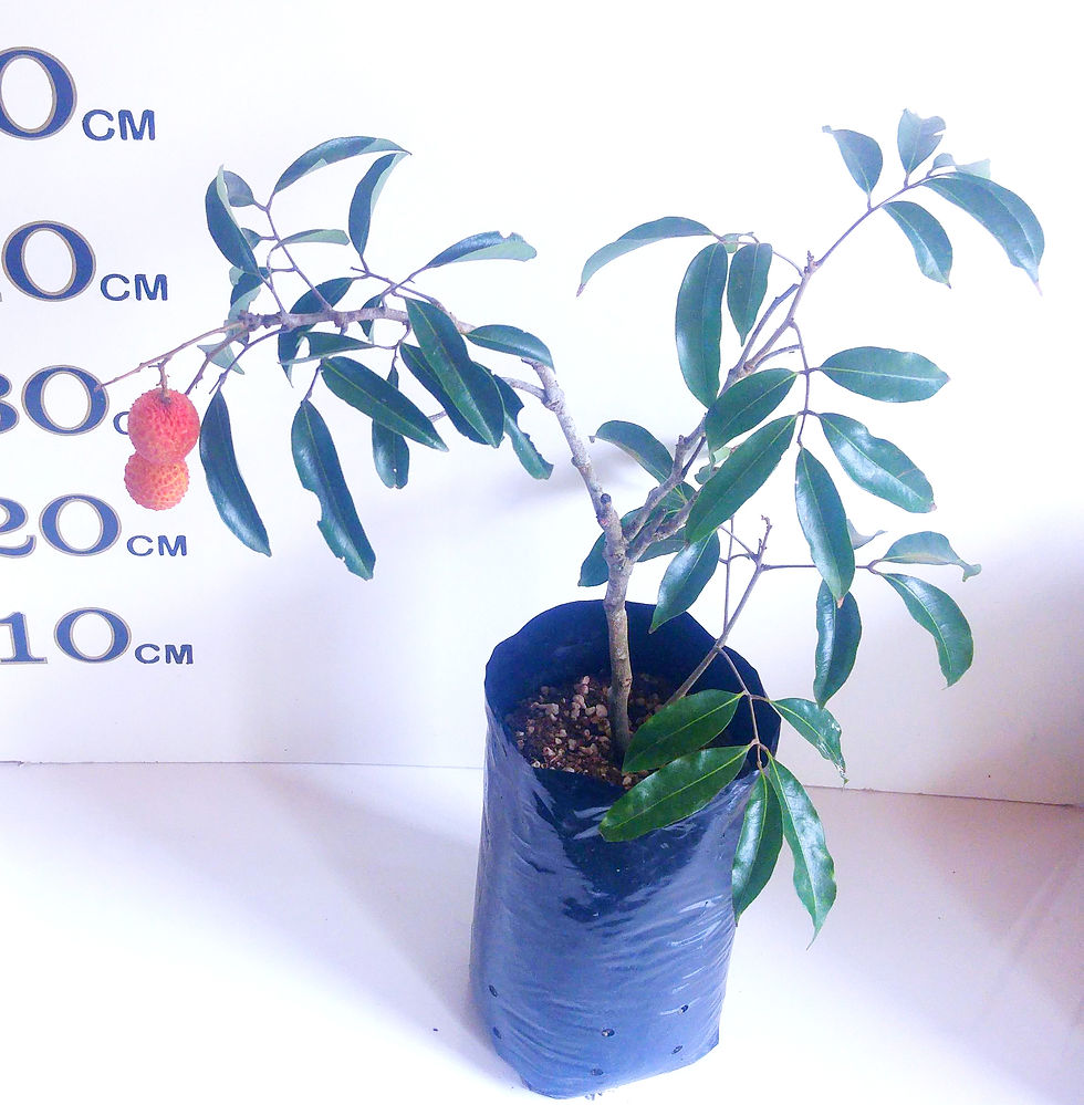 Thumbnail: Lychee Tree Kwai Mai Pink B3 (Already Fruiting) 5 litre Bag