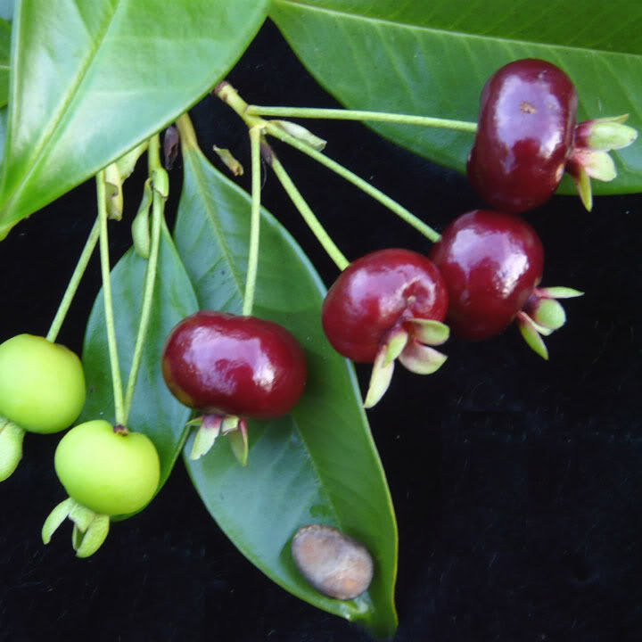 Thumbnail: Grumichama Tree (Black) Already fruiting