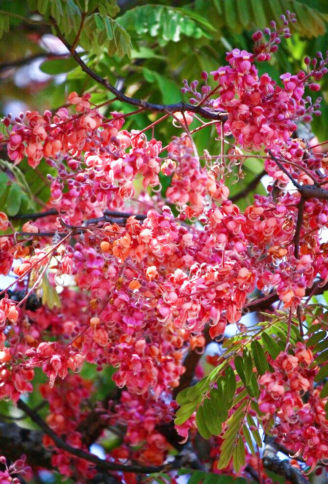 Online Fruit Tree Shop Buy Fruit Trees Online Australia Wide Delivery